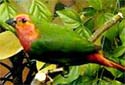 Click for more info on Red-headed Parrot Finch
