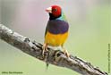 Click for more info on Gouldian Finch 