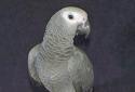 Click for more info on African Grey Congo