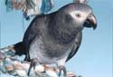 Click for more info on African Grey Timneh