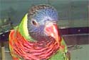Click for more info on Green-naped Rainbow Lorikeet
