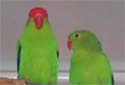 Click for more info on Abyssinian Lovebird