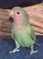 Click for more info on Peach-faced Lovebird