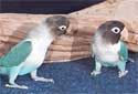 Click for more info on Blue Masked Lovebird