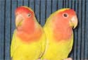 Click for more info on Lutino Lovebird