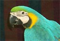 Click to learn about Macaws