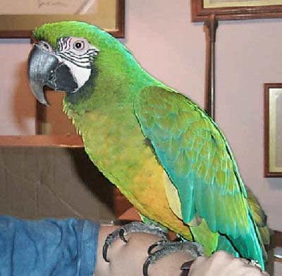Bluffons Macaw, Lassiah