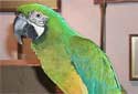 Animal-World info on Bluffons Macaw