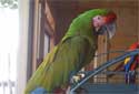 See the full sized Photo of Milifons Macaw