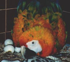 "April" a Camelot Macaw with her eggs!