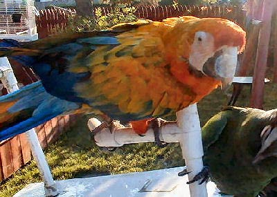 Camelot Macaw Picture