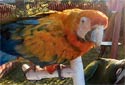 Click for more info on Camelot Macaw