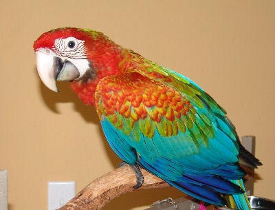 Flame Macaw, 2nd Generation Hybrid Macaw