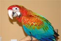Click for more info on Flame Macaw