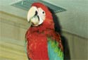 Click for more info on Green-winged Macaw