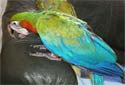 Click for more info on Harlequin Macaw