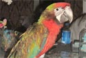 Click for info on Harlequin x Shamrock Macaws