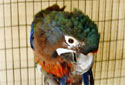 Click for info on Hyacinth X Scarlet Macaws