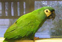 Click for more info on Illiger's Macaw