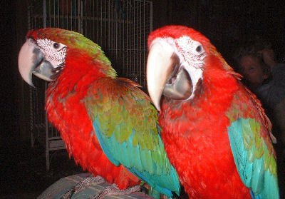 Picture of a pair of Jubilee Macaws (siblings)