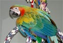 Click for more info on Maui Sunrise Macaw