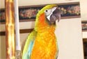 Animal-World info on Maui Sunset Macaw