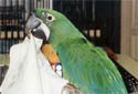 Click for more info on Milicinth Macaw