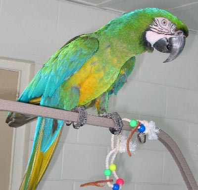 Picture of a Miligold Macaw