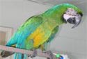 Click for info on the Miligold Macaws