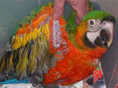 Hybrid Macaws, Hybrid Macaw Parrots, Types of Hybrid Macaws