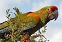 Click for more info on Red-fronted Macaw