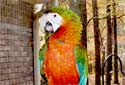 Click for info on the Rubalina Macaws