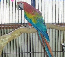Picture of a Ruby Macaw