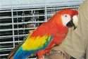 Animal-World info on Scarlet Macaw