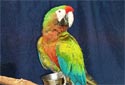 Animal-World info on Shamrock Macaw