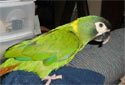 Animal-World info on Yellow-collared Macaw