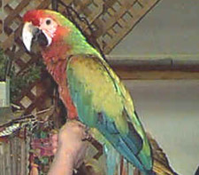 Otono (Tonya) is a female Shamrock Macaw