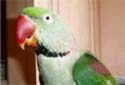 Animal-World info on Alexandrine Parakeet