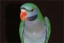 Animal-World info on Derbyan Parakeet