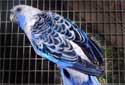 All About Parakeets Fact Sheet