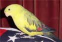 Animal-World info on Regent Parakeet
