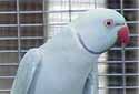 Animal-World info on Indian Ringneck Parakeet