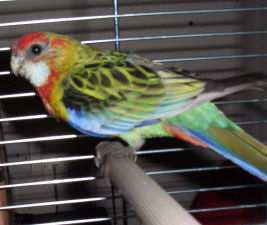 "Betty Boop" Golden-mantled Rosella posing for a side shot!