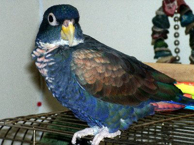 Dusty, Bronze-winged Pionus, Bronze-wing Pionus, or Bronze-winged Parrot