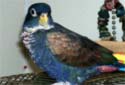 Click for more info on Bronze-winged Pionus
