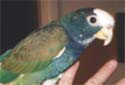 Click for more info on White-crowned Pionus