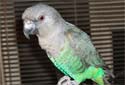 Animal-World info on Meyer's Parrot
