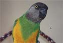 Animal-World info on Senegal Parrot