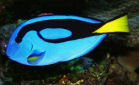 Picture of a Blue Tang ot Regal Tang, or Indo-Pacific Blue Tang