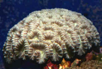Picture of a Trumpet Coral